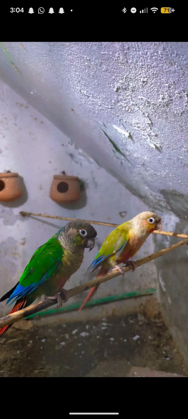 "Proven Breeding Pair of Conures — Pineapple x Green Cheek. " — photo 2
