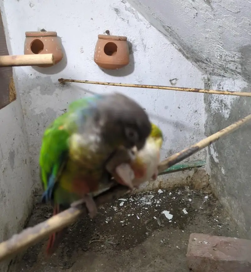 "Proven Breeding Pair of Conures — Pineapple x Green Cheek. " — photo 3