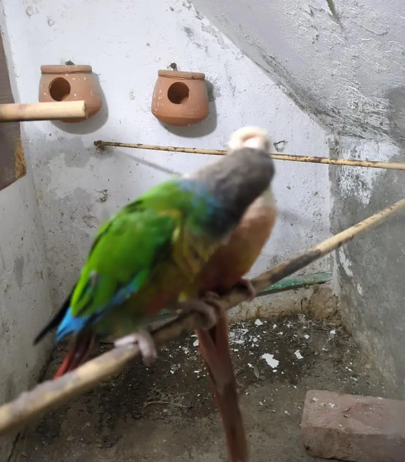"Proven Breeding Pair of Conures — Pineapple x Green Cheek. " — photo 4