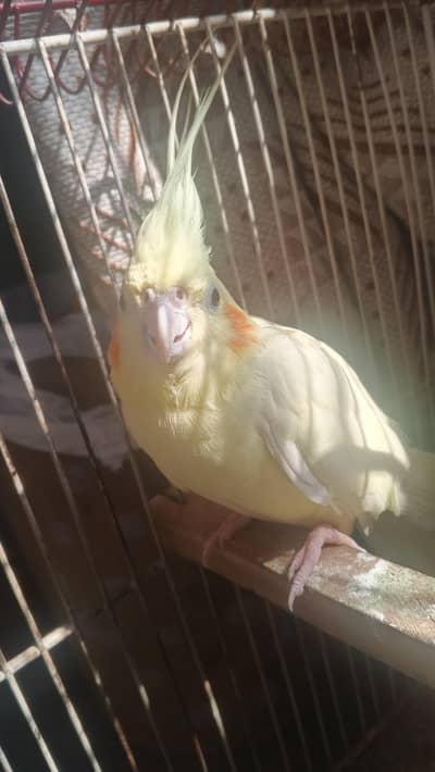 Femail hand tame cockatiel