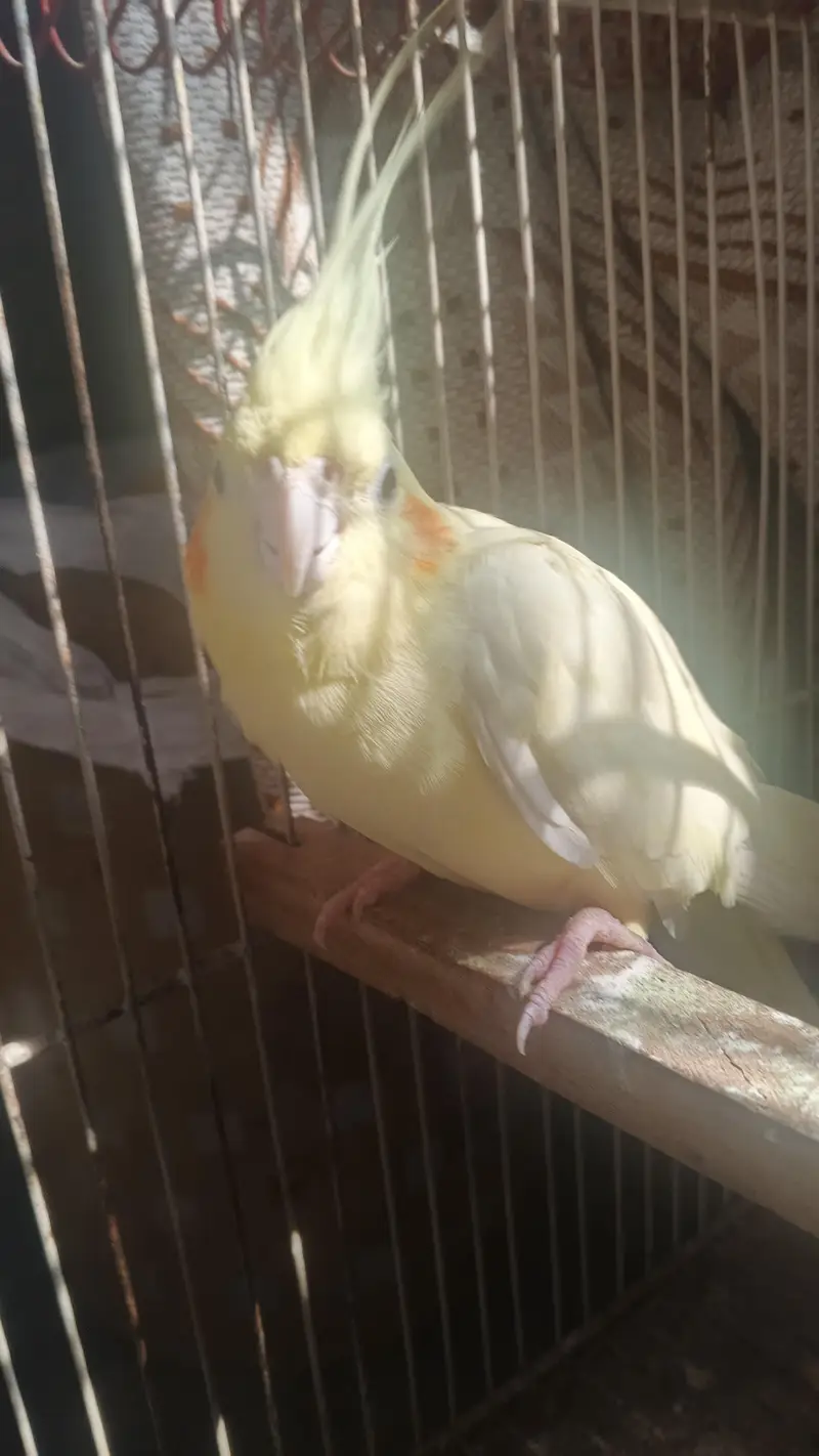 Femail hand tame cockatiel — photo 2