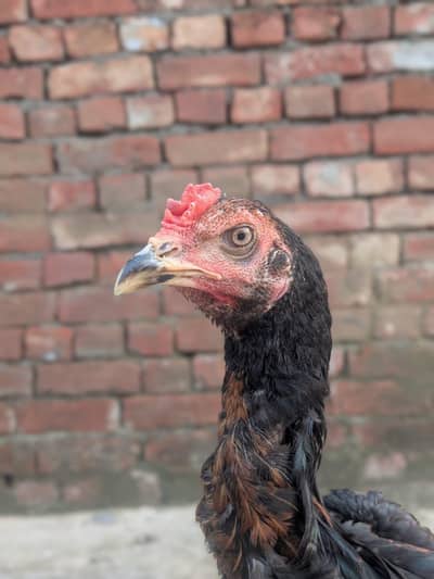 1 patha or do pathiya for sale important quality ki