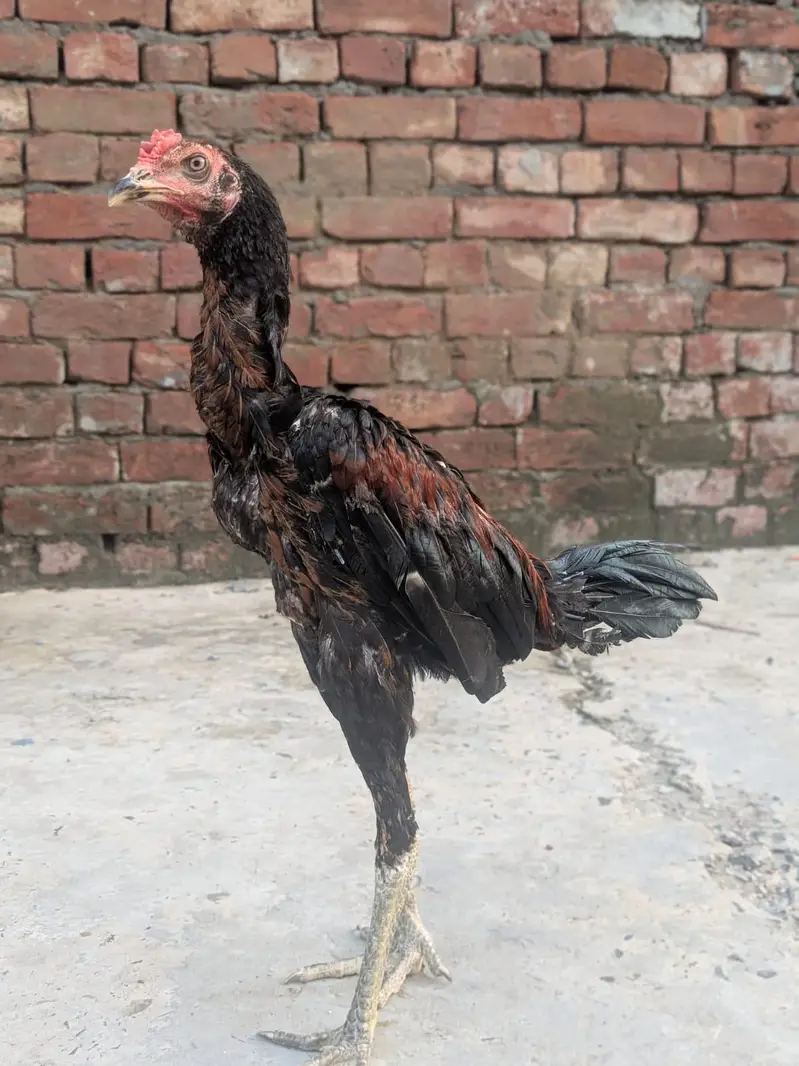 1 patha or do pathiya for sale important quality ki — photo 2