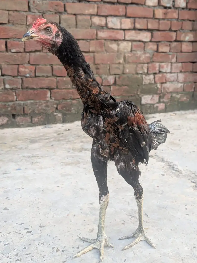 1 patha or do pathiya for sale important quality ki — photo 3
