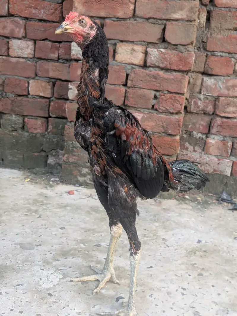 1 patha or do pathiya for sale important quality ki — photo 4