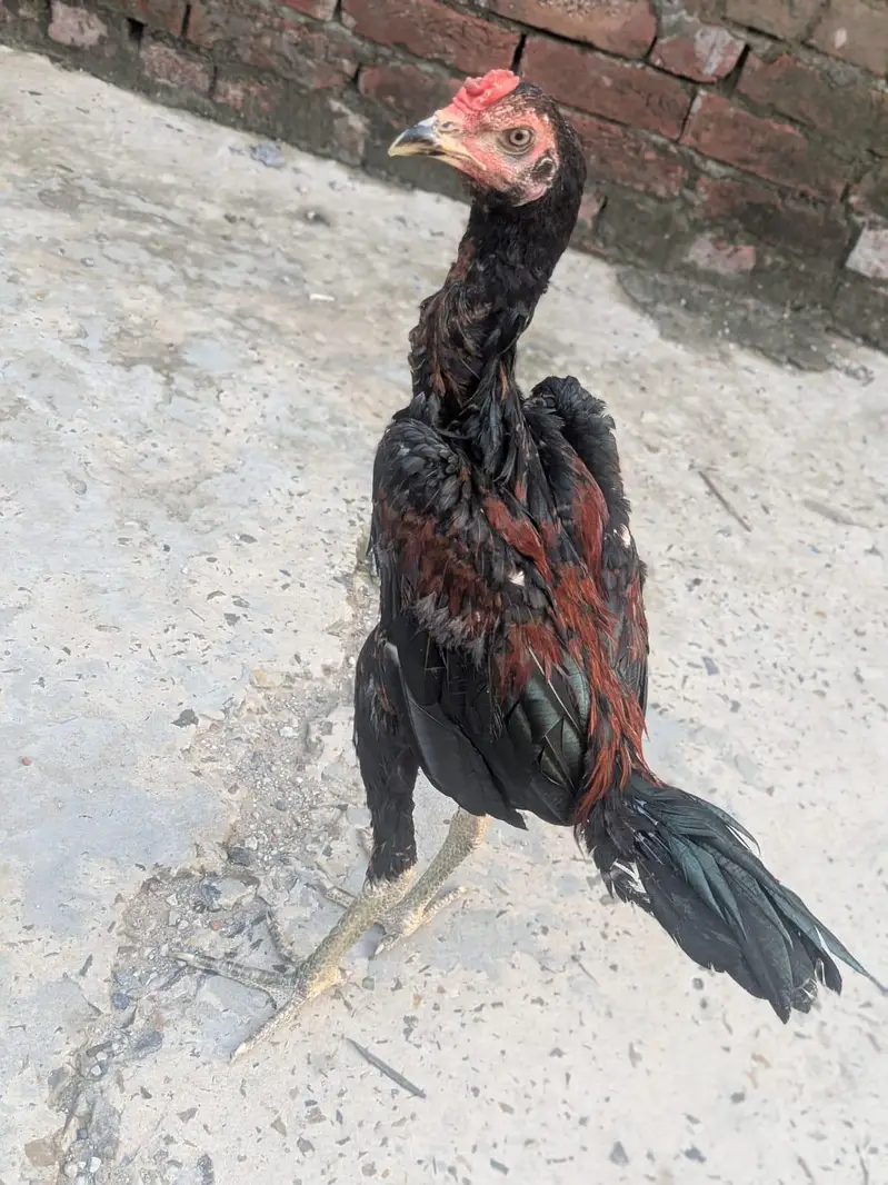 1 patha or do pathiya for sale important quality ki — photo 5