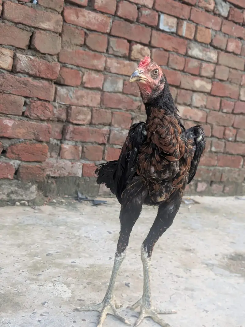 1 patha or do pathiya for sale important quality ki — photo 6