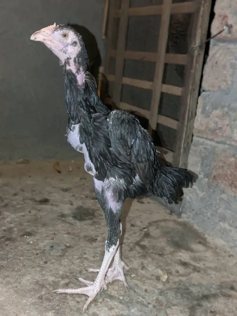 1 patha or do pathiya for sale important quality ki — photo 8
