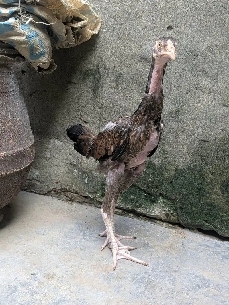 1 patha or do pathiya for sale important quality ki — photo 11