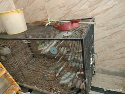 Birds Cage