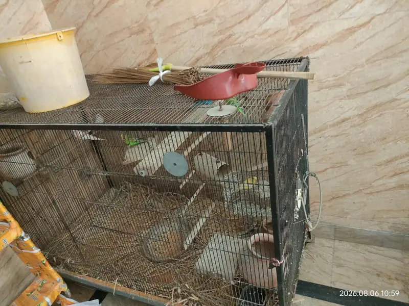 Birds Cage