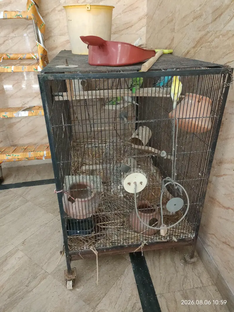 Birds Cage — photo 2