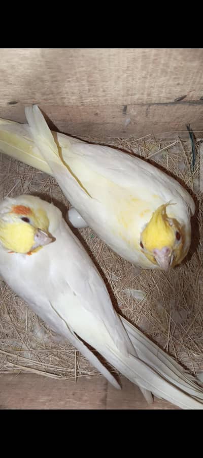 comman white cocktail breader pair