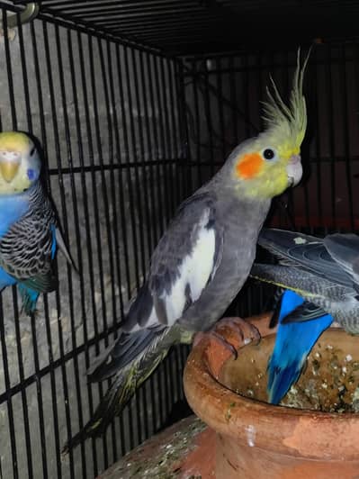 cocktail parrot male available