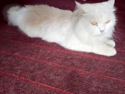 amaizing cat