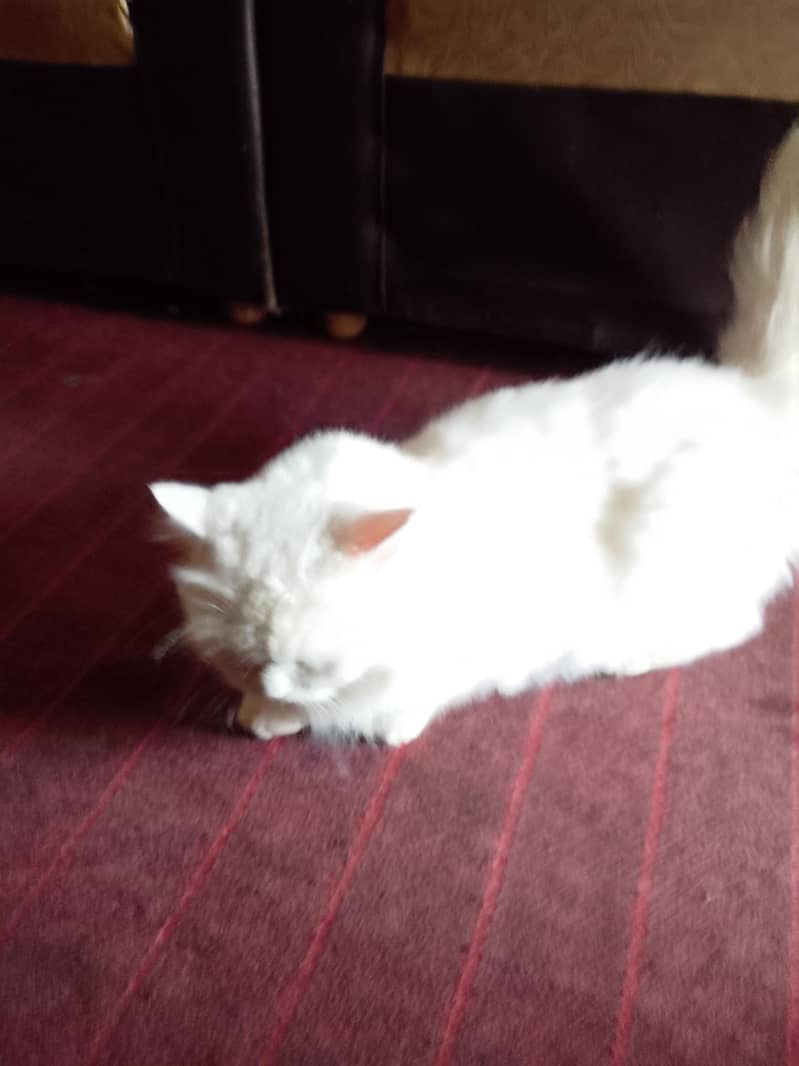 amaizing cat 1