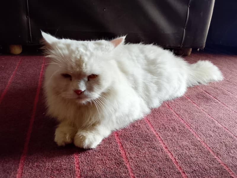 amaizing cat 2