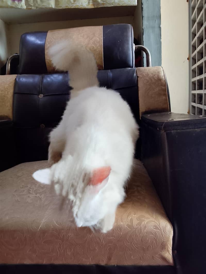 amaizing cat 4
