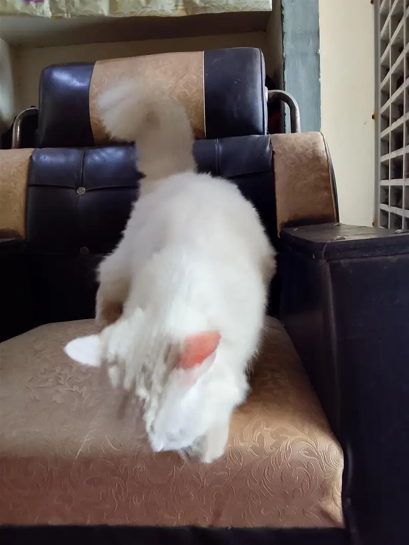 amaizing cat — photo 5