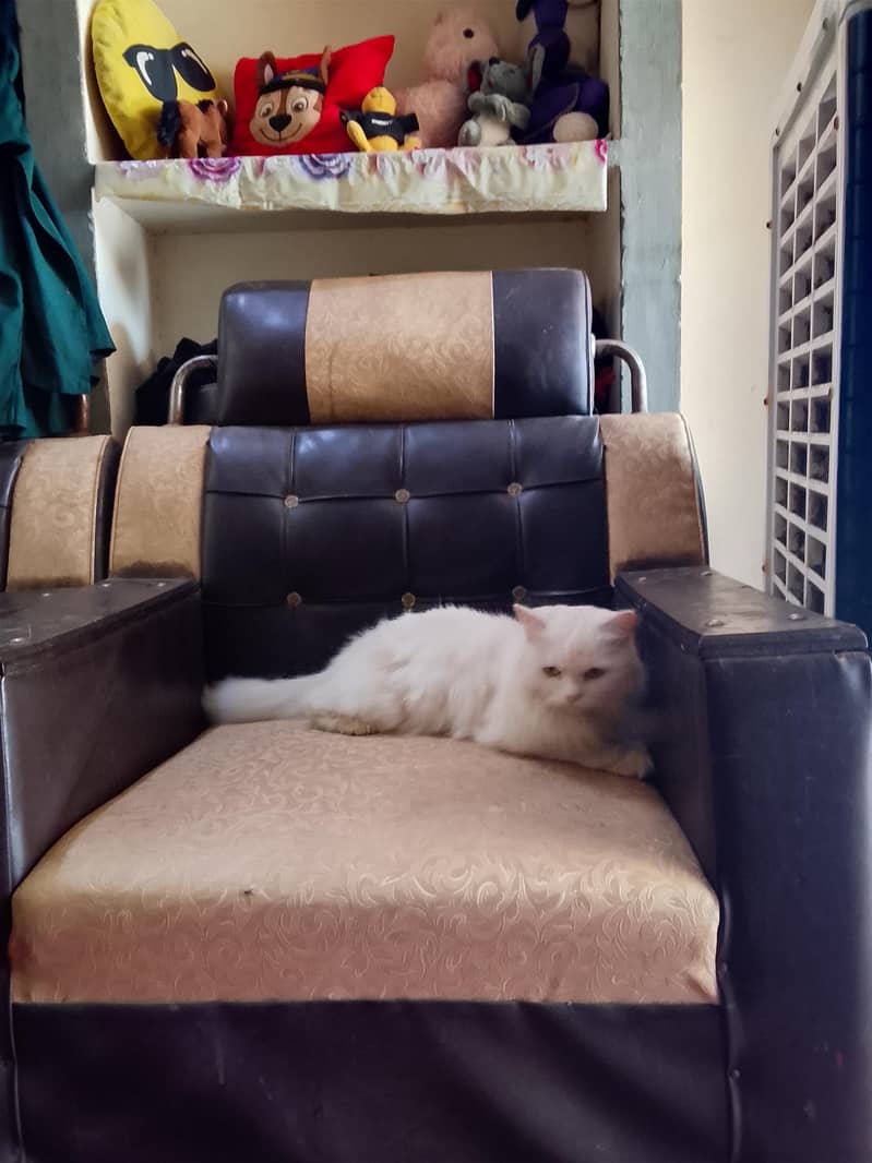 amaizing cat 5