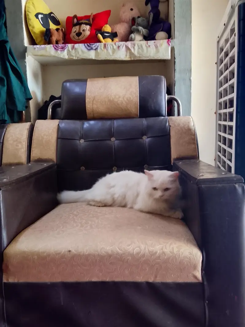 amaizing cat — photo 6