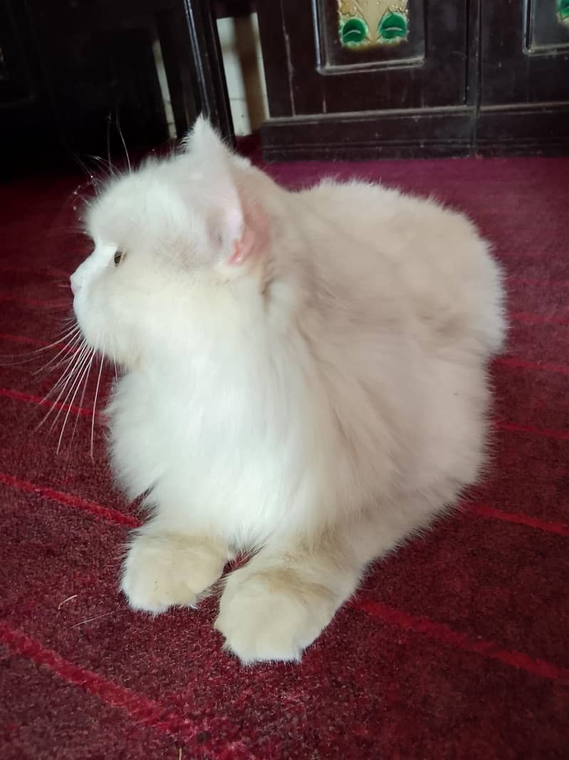 amaizing cat 6