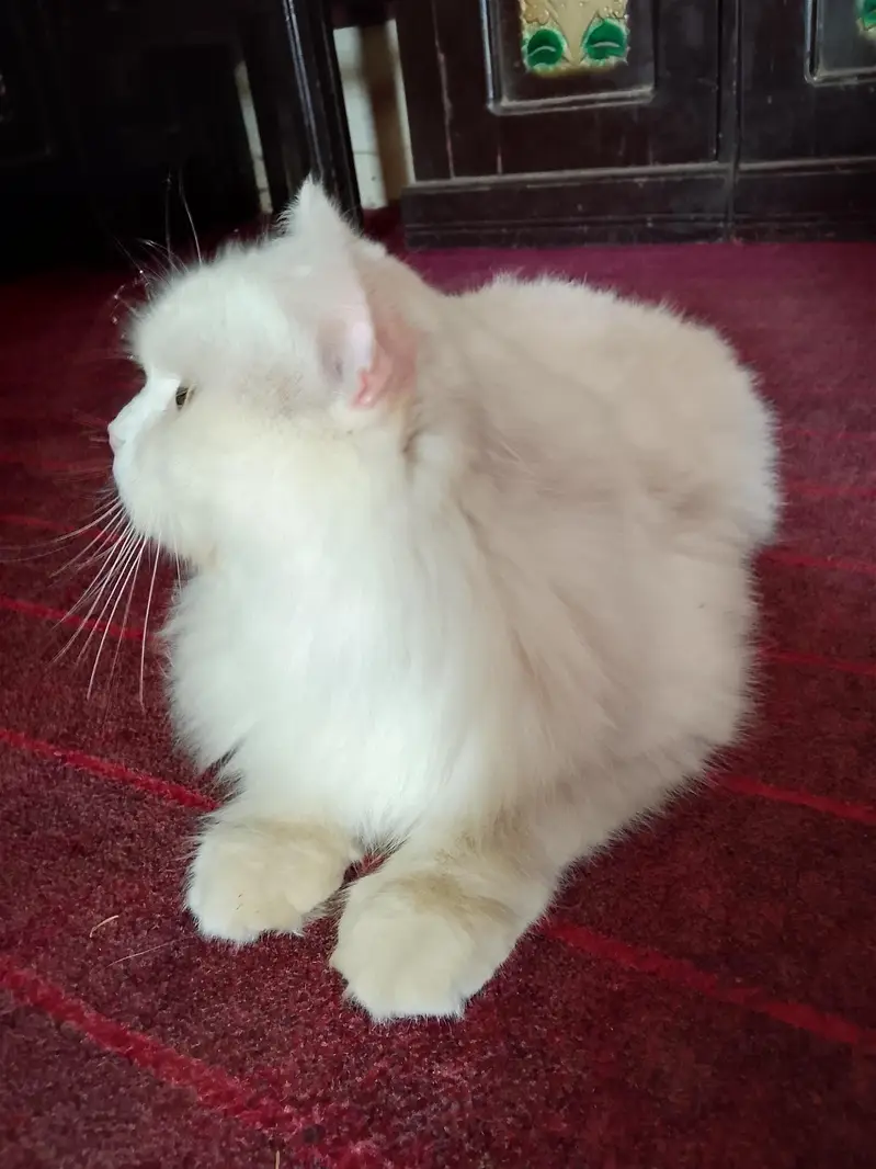 amaizing cat — photo 7