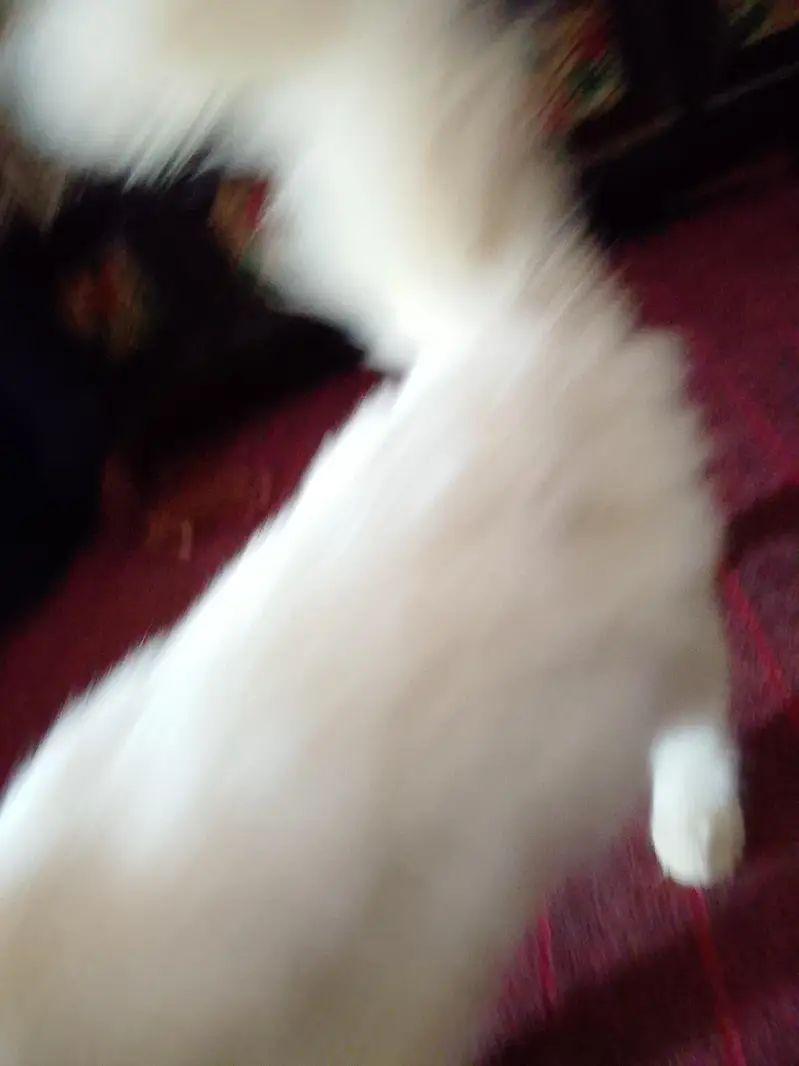 amaizing cat — photo 8