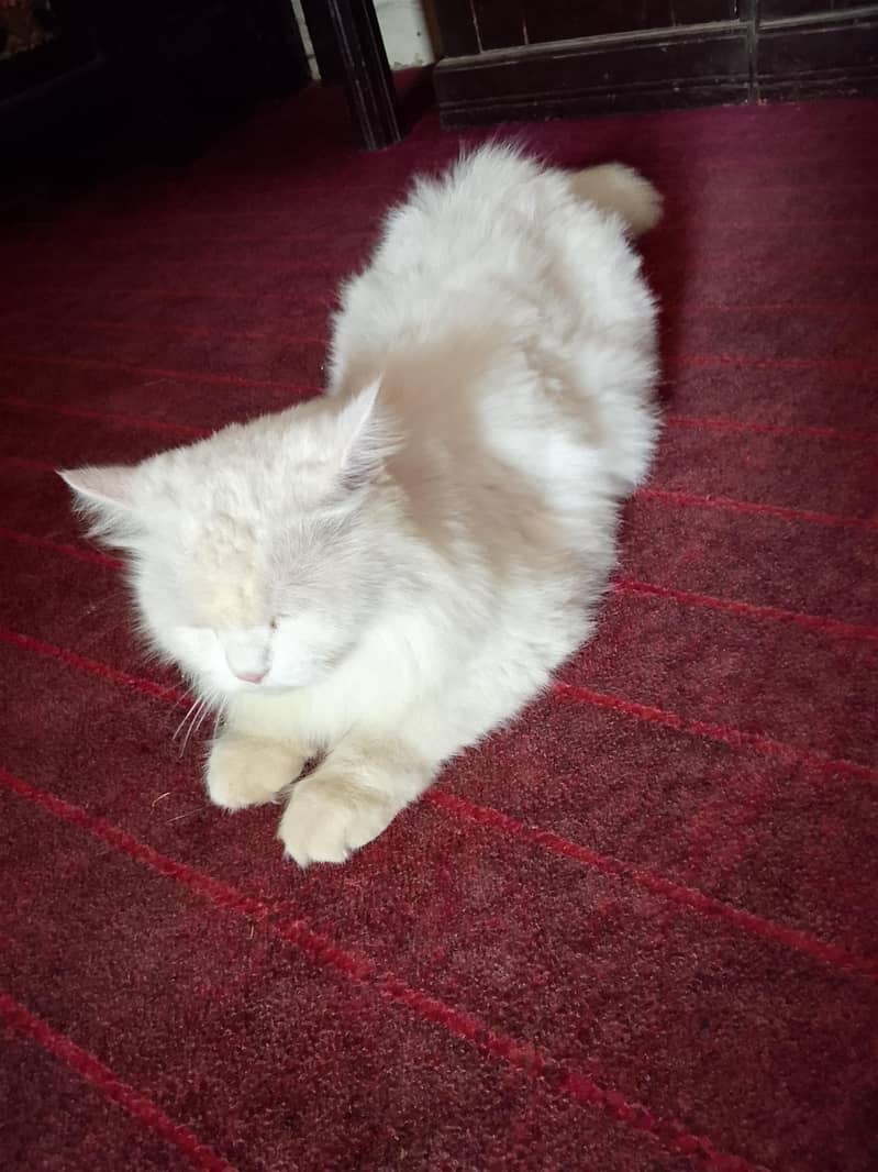 amaizing cat 8