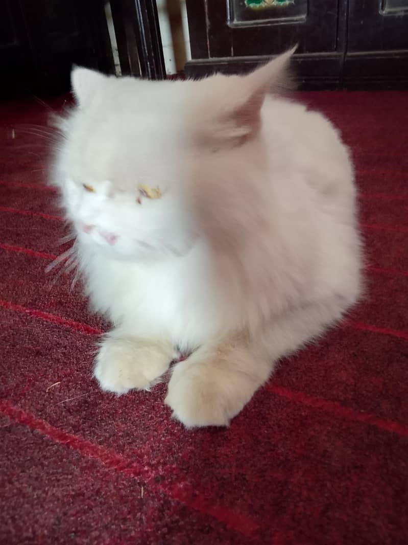 amaizing cat 9