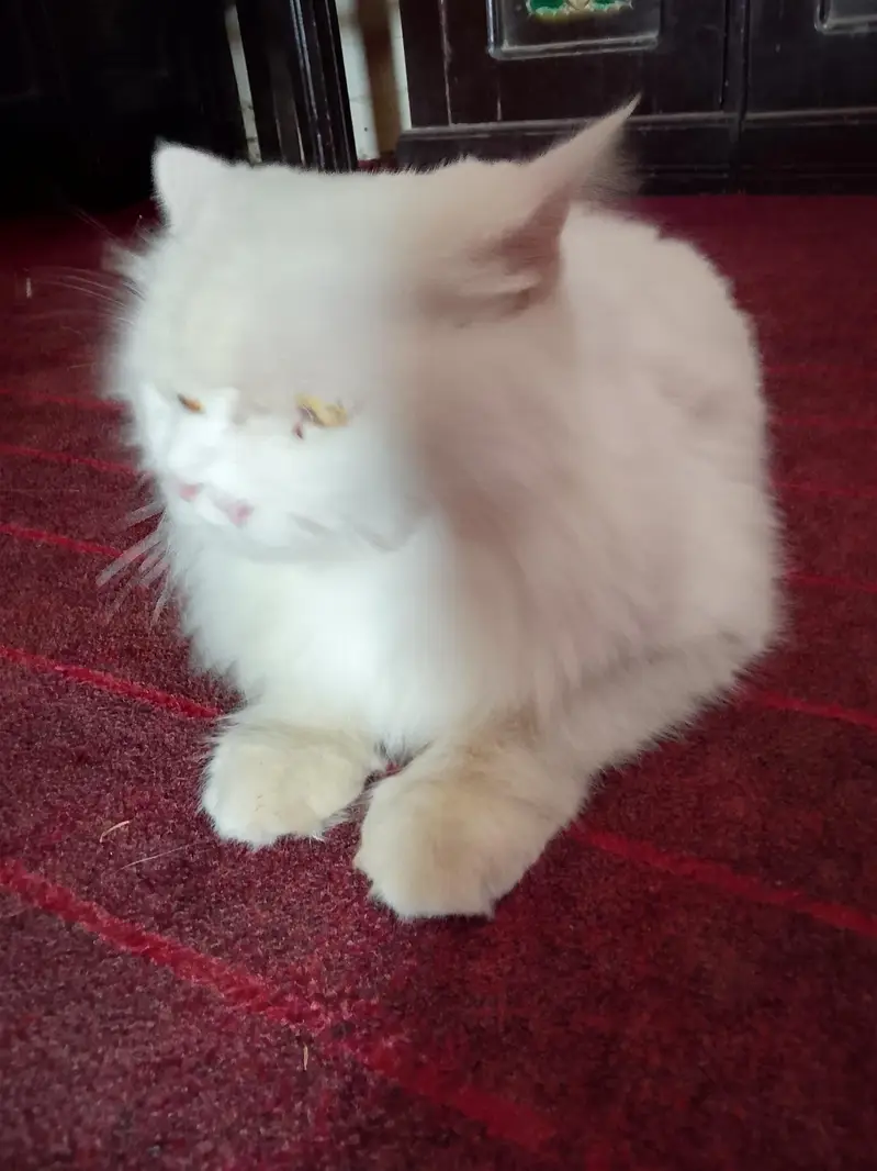 amaizing cat — photo 10