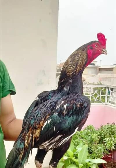 aseel murghi andha b da rahai hia
