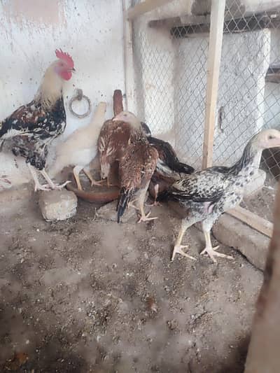 Aseel hens 10 + Aseel Cock 1