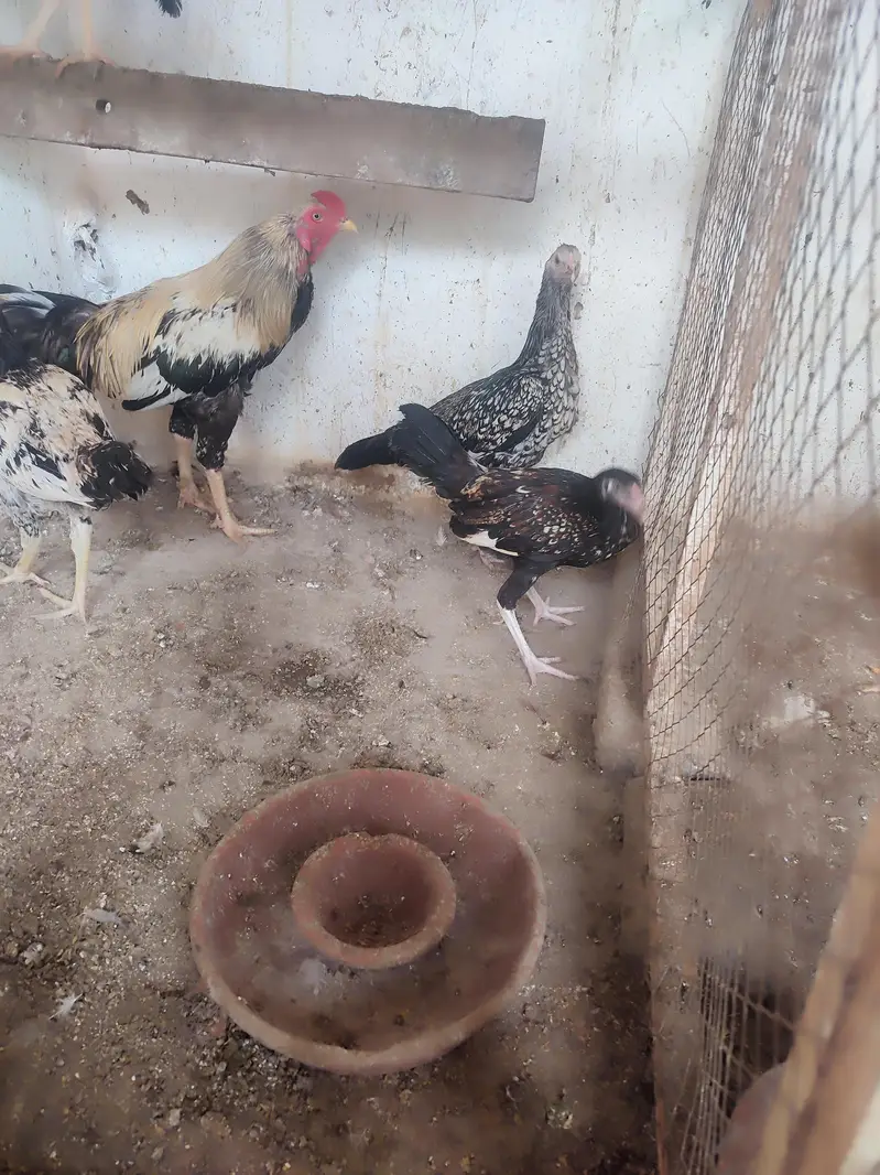 Aseel hens 10 + Aseel Cock 1 — photo 2