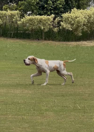 English Pointer female pup