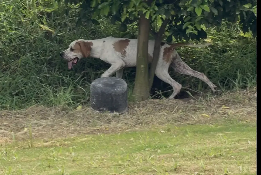 English Pointer female pup — photo 2