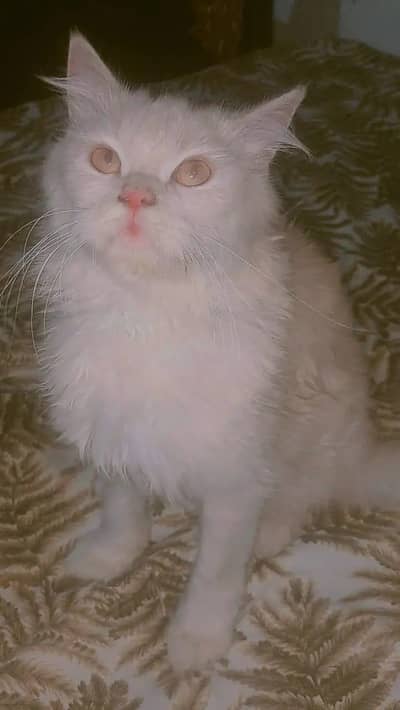 Healthy Big Cat for Sale - 1 Year Old (Very Friendly)
