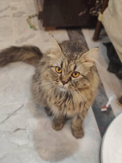 cats/beautiful cats /home cats