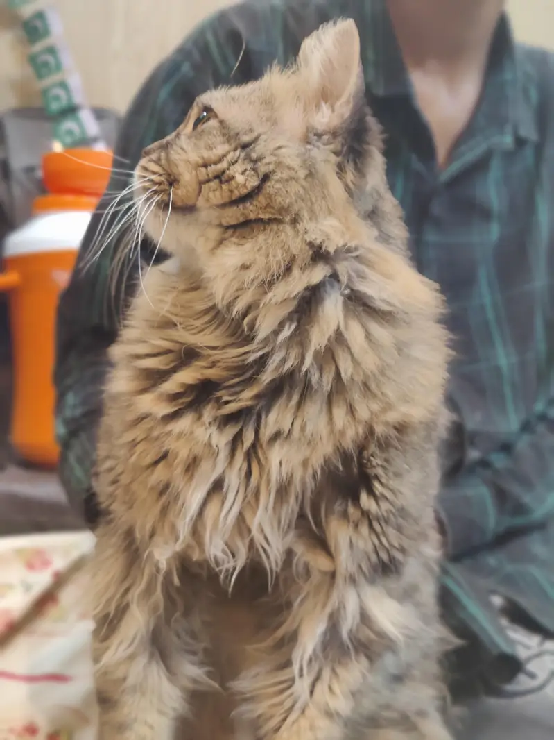 cats/beautiful cats /home cats — photo 2