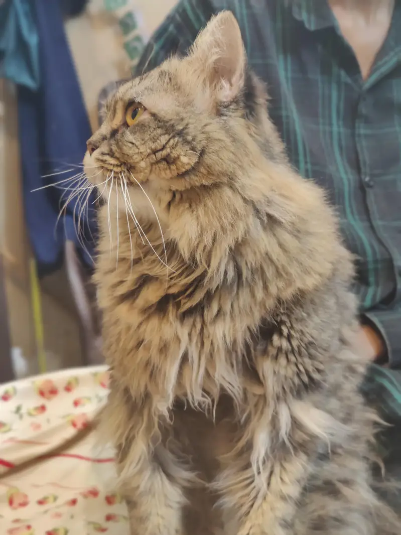 cats/beautiful cats /home cats — photo 3