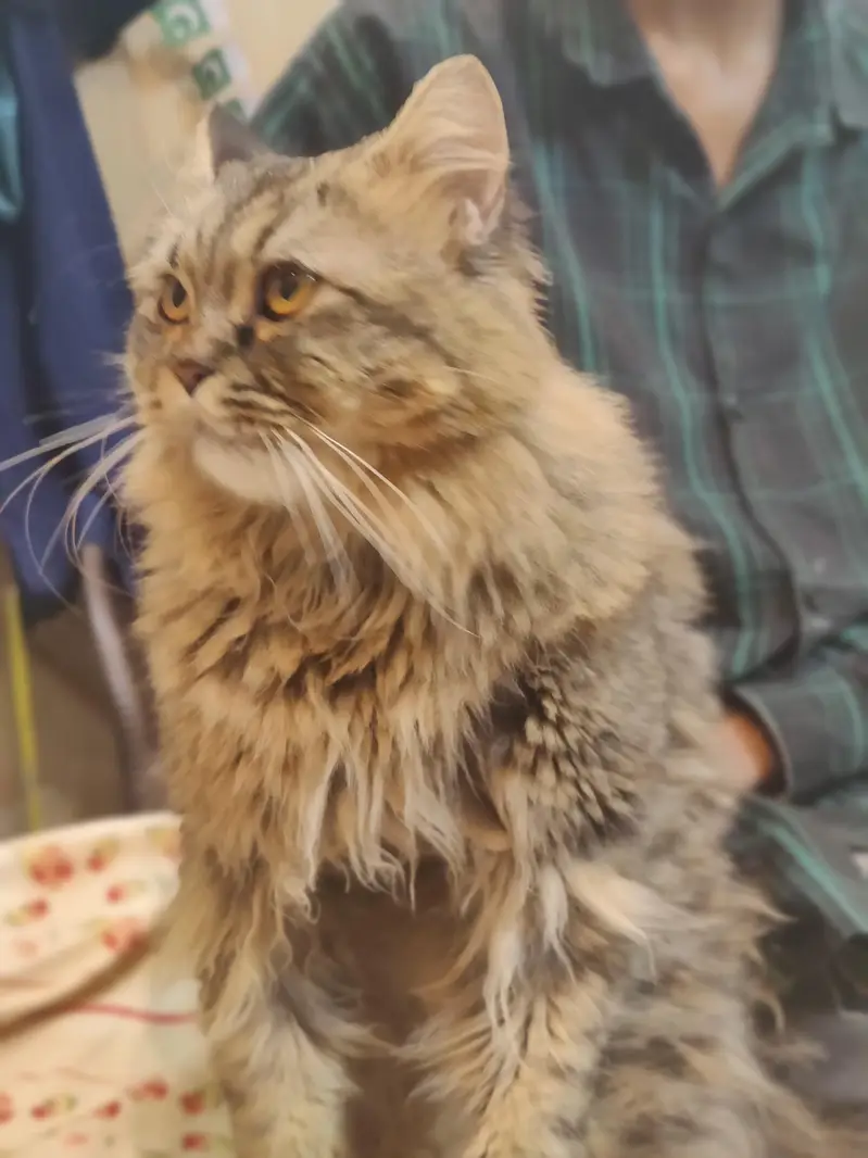 cats/beautiful cats /home cats — photo 4