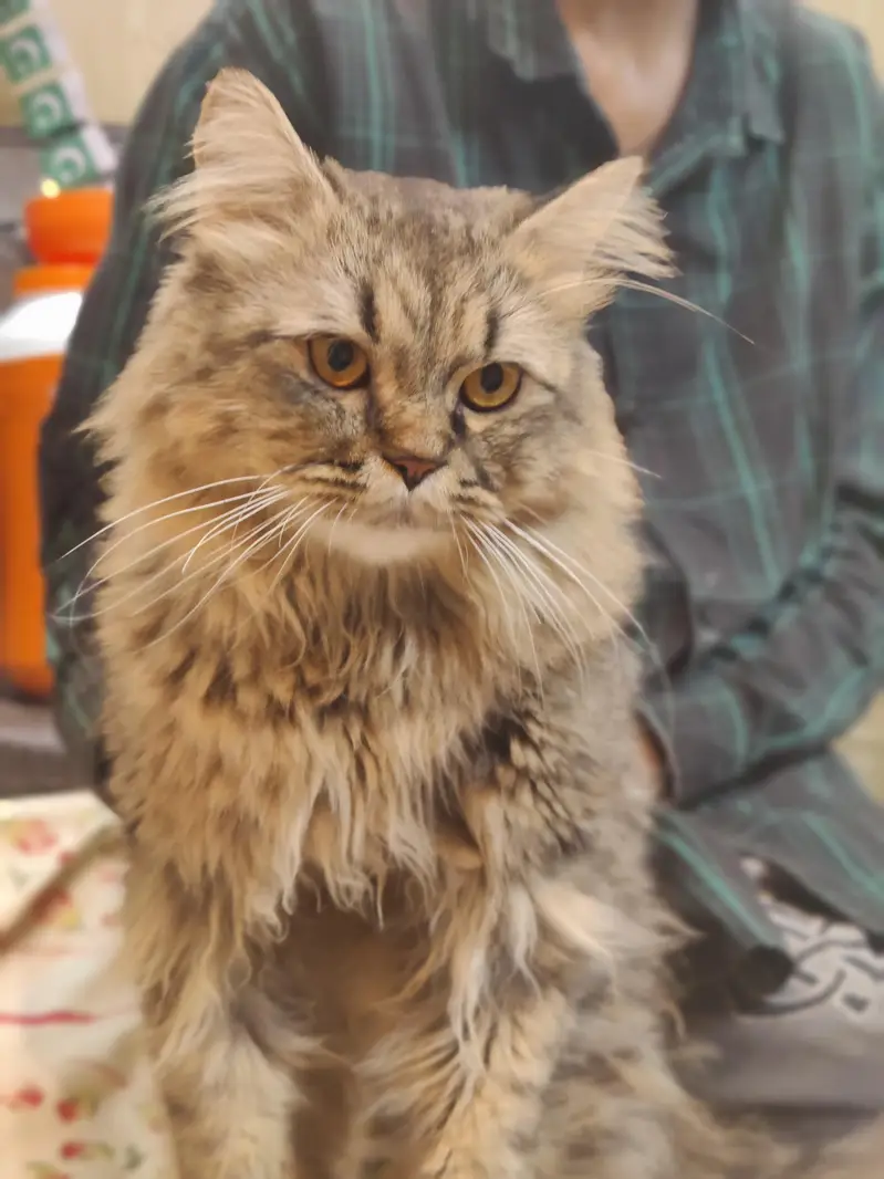 cats/beautiful cats /home cats — photo 7