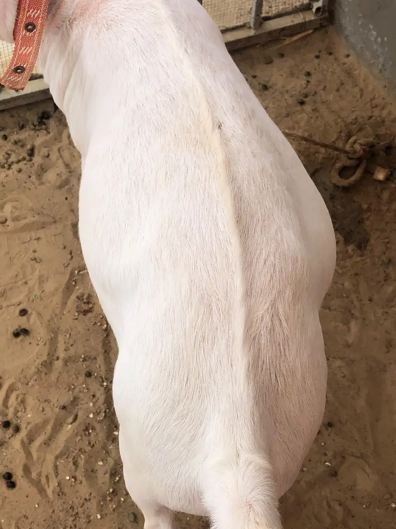 Mashallah Teddy White Eyes Me — photo 5