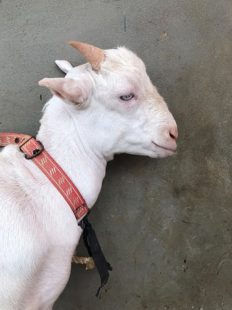 Mashallah Teddy White Eyes Me — photo 6