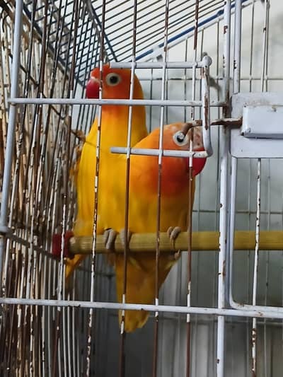 Parrots for sale Love birds and budgies