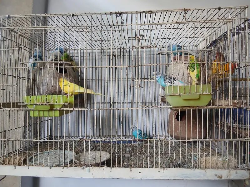 Parrots for sale Love birds and budgies — photo 2