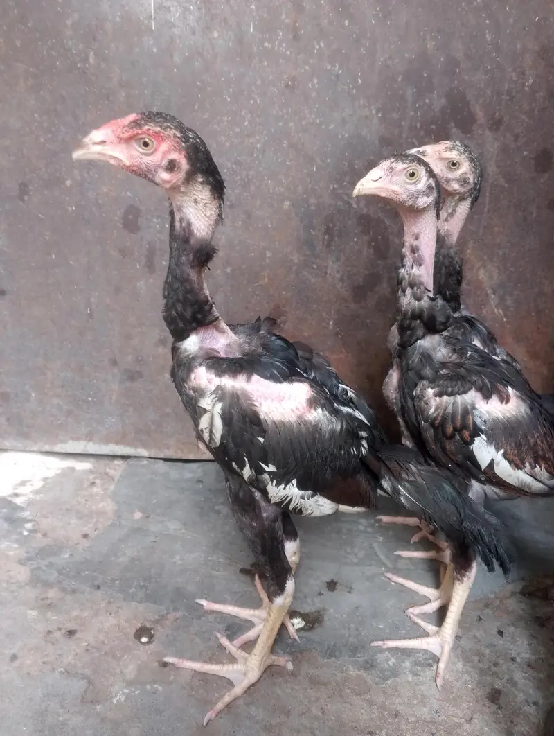 Naked Neck Turken Chickens for Sale – Healthy & Active Birds — photo 2