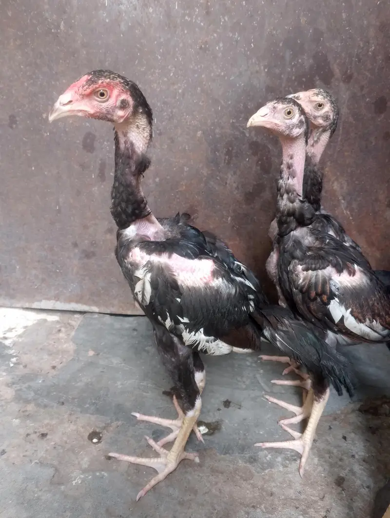 Naked Neck Turken Chickens for Sale – Healthy & Active Birds — photo 3