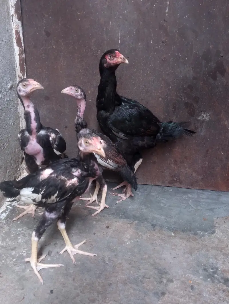 Naked Neck Turken Chickens for Sale – Healthy & Active Birds — photo 4