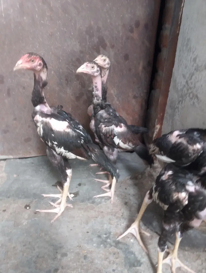 Naked Neck Turken Chickens for Sale – Healthy & Active Birds — photo 5